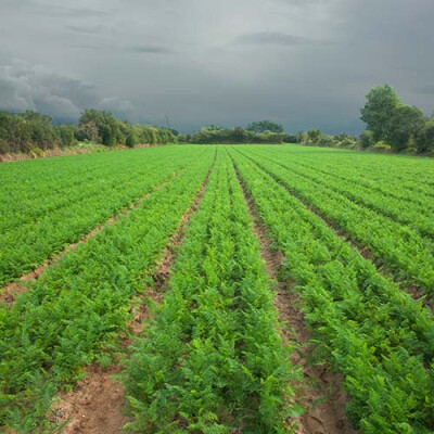 Champ de carottes