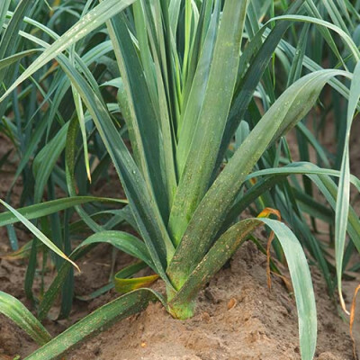 Gros plan pied poireau