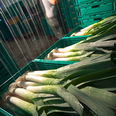 Le lavage des poireaux