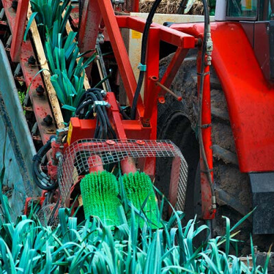 La Récolte mécanique des poireaux