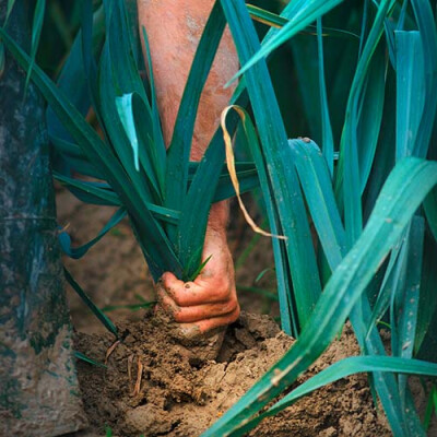 Récolte des poireaux