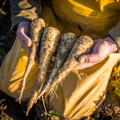 Panais Légumes Priméale