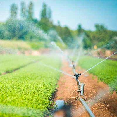 Arrosage des Jeunes Pousses en Provence