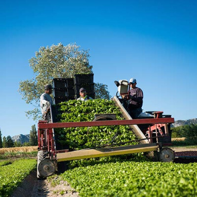 Récolte des Jeunes Pousses Priméale Provence