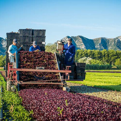Récolte des Jeunes Pousses