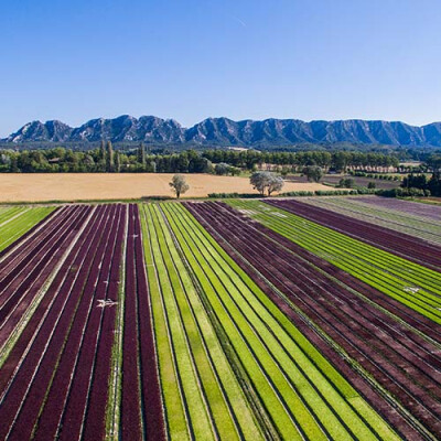 Vue des Champs de salade en Provence