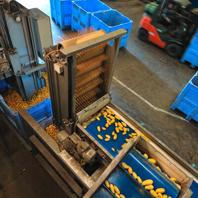 Calibrage pommes de terre Priméale