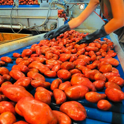 Calibrage pommes de terre Val de Saône