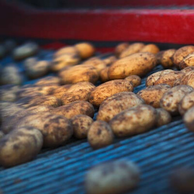 Calibrage des pommes de terre