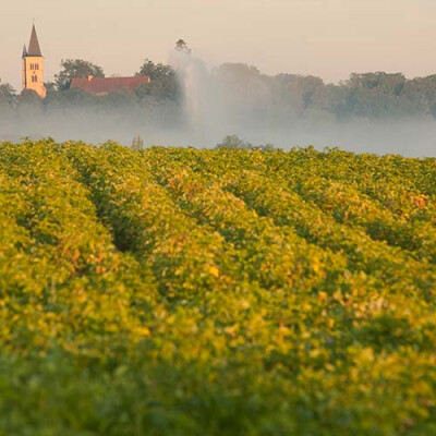 Champs de pomme de terre du Val de Saône Priméale