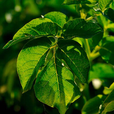 Feuille de pommes de terre Priméale