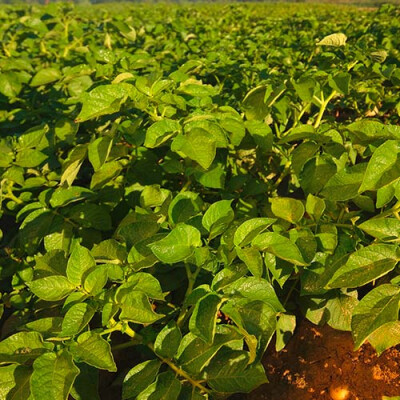 Feuilles de pommes de terre