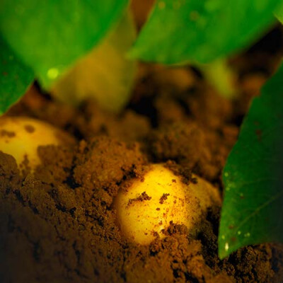 Gros plan de Pommes de terre