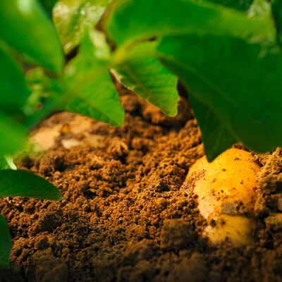 Autre Gros plan de pomme de terre