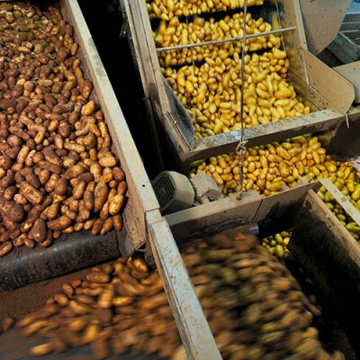 Lavage des pommes de terre