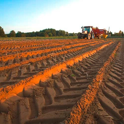Récolte des Pommes de Terre Priméale
