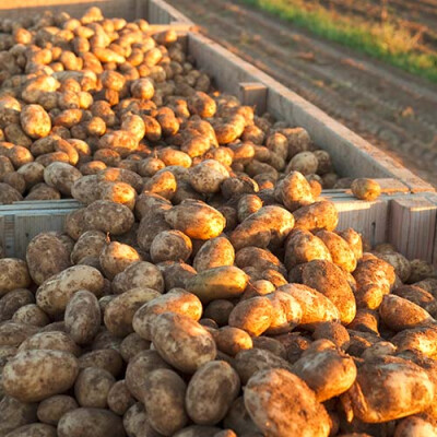 Récolte des Pommes de Terre Priméale