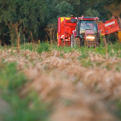 Récolte des Pommes de Terre Priméale