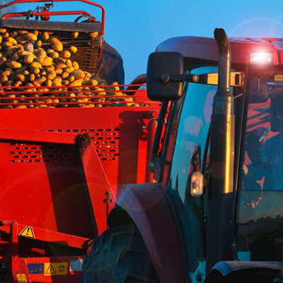 Récolte des pommes de terre Priméale