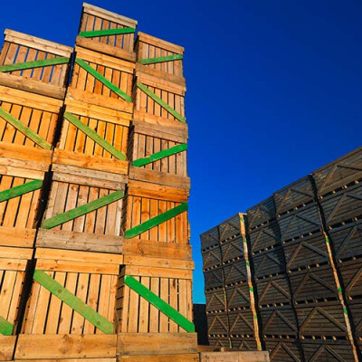 Stockage des pommes de terre