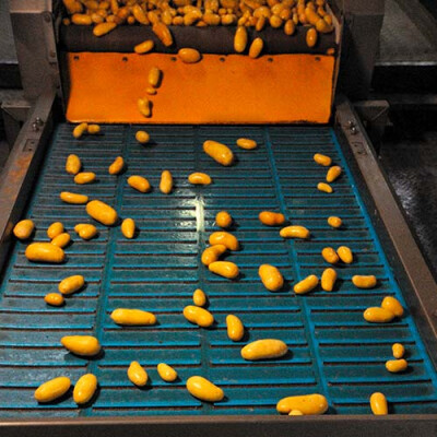 Tris des pommes de terre