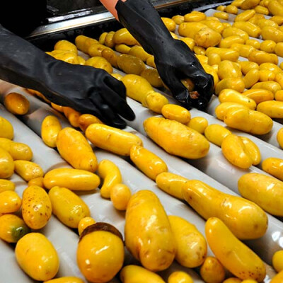 Tris des pommes de terre