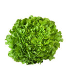 La Feuille de chêne