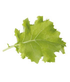 Jeunes pousses de Kale Priméale