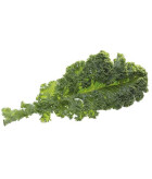 Le chou Kale
