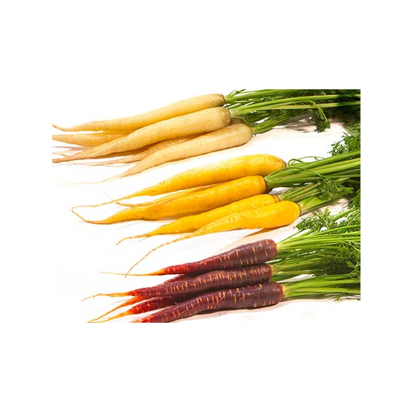 Carottes de couleur Priméale