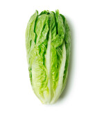 La laitue romaine