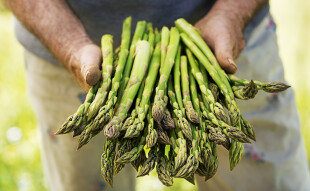 Conservation et propriétés des asperges