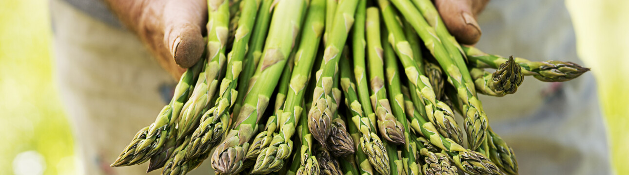 Conservation et propriétés des asperges