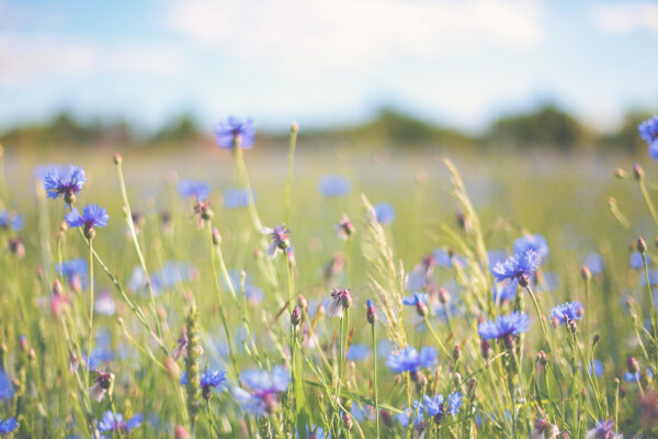 PRESERVER LA BIODIVERSITE