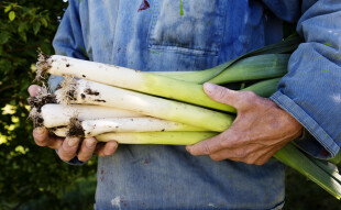 Nos conseils pour mieux consommer les poireaux