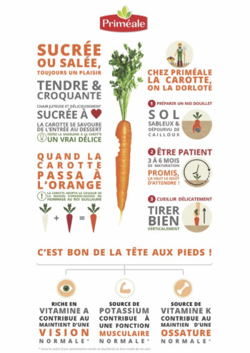 Tout savoir sur la carotte