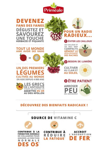 Tout savoir sur le radis