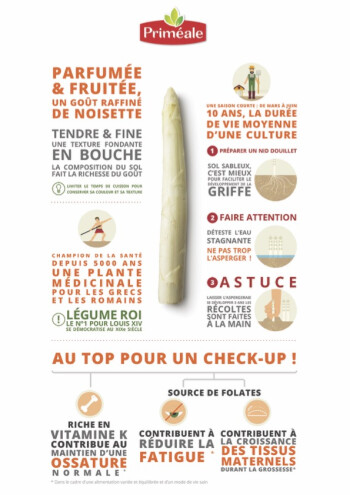 Tout savoir sur l'asperge