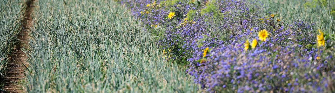 NOTRE PROMESSE SANS RESIDU DE PESTICIDES